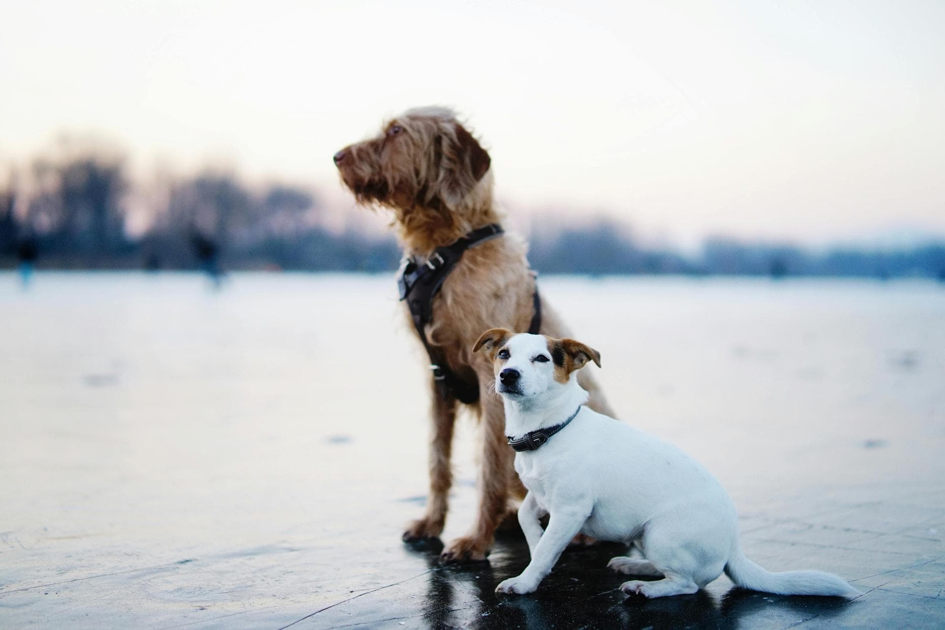 Dog & Cat Vets in Honolulu
